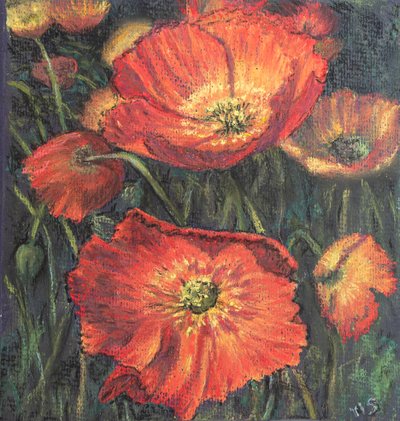 První mák, 2020 (pastel) od Margo Starkey