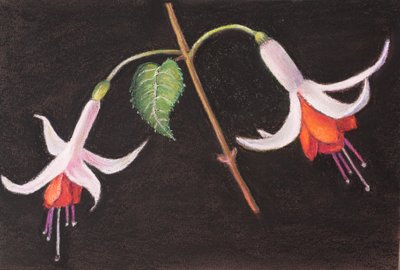 Fuchsie z mé zahrady od Margo Starkey