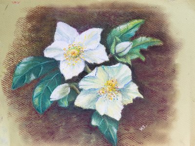 Helleborus, 2020 (pastel) od Margo Starkey