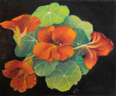 Nasturtiums, 2020 (pastel) od Margo Starkey