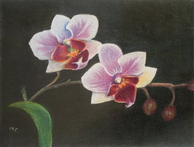 Orchidej v mé ložnici, 2020 (pastel) od Margo Starkey