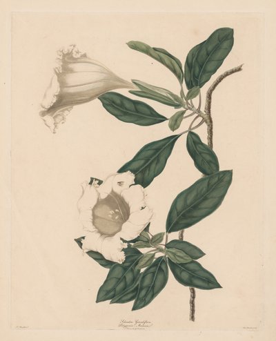 Kalich Vine od Maria Catharina Prestel