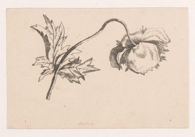 Mák od Maria Geertruida de Goeje Barbiers (attributed to)