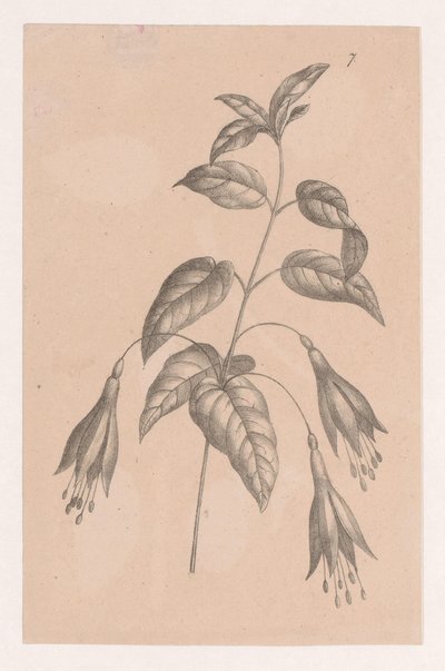 Větev s květinami od Maria Geertruida de Goeje Barbiers (attributed to)
