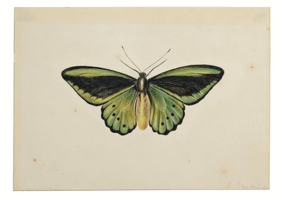 Motýl, Zelenáček obecný (Ornithoptera priamus) od Maria Margaretha van Os