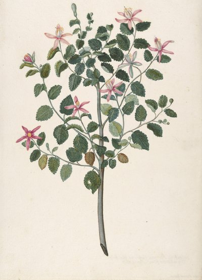 Studie rostliny s červenofialovými květy Sebastiana africana purpurea, 1695. od Maria Monninckx