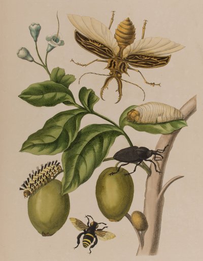 Ilustrace z 