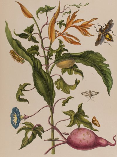 Ilustrace z 