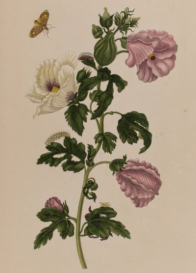 Ilustrace z 