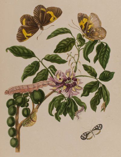 Ilustrace z 