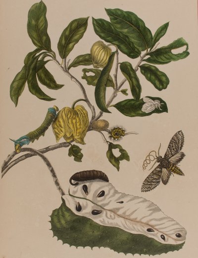 Ilustrace z 