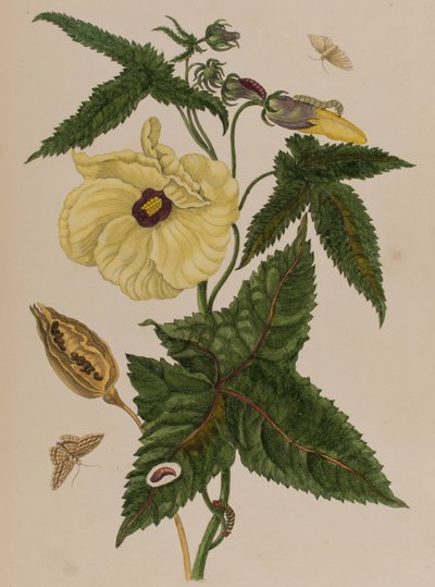 Ilustrace z 
