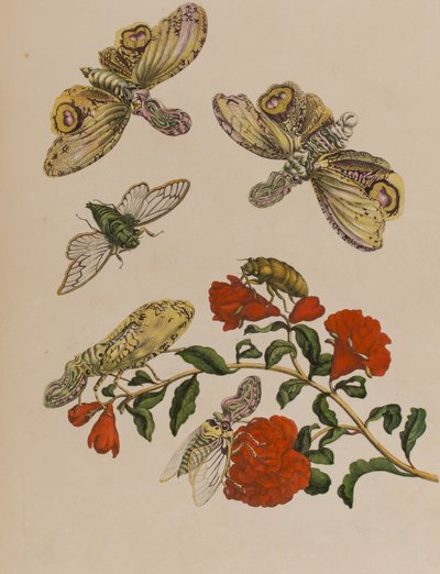 Ilustrace z 