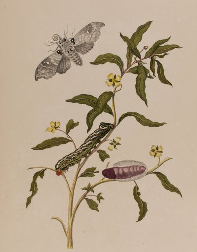 Ilustrace z 