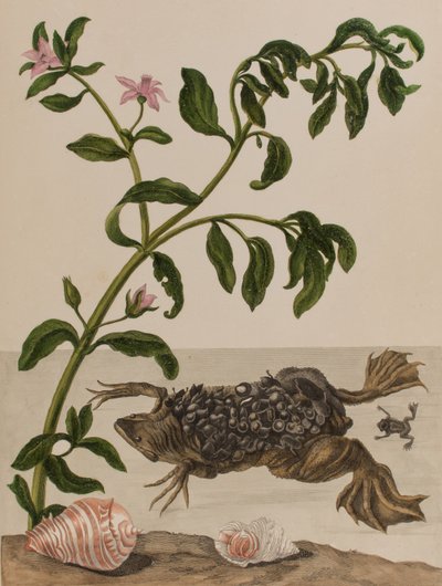 Ilustrace z 
