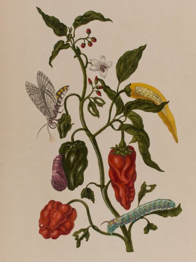 Ilustrace z 