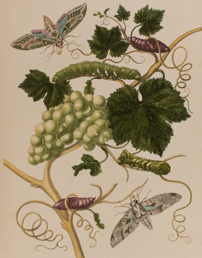 Ilustrace z 