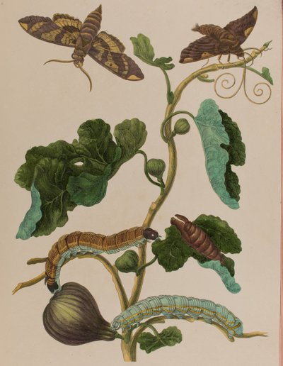 Ilustrace z 