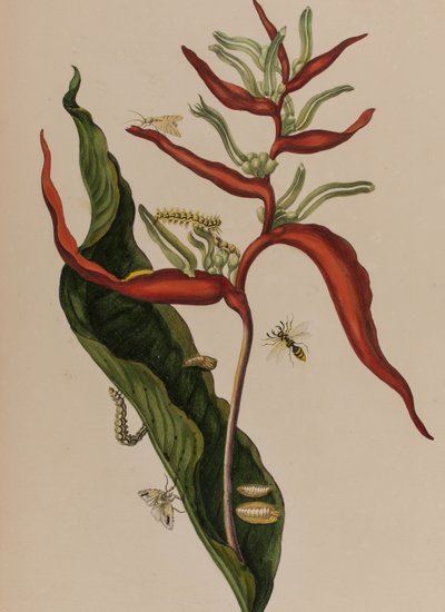 Ilustrace z 