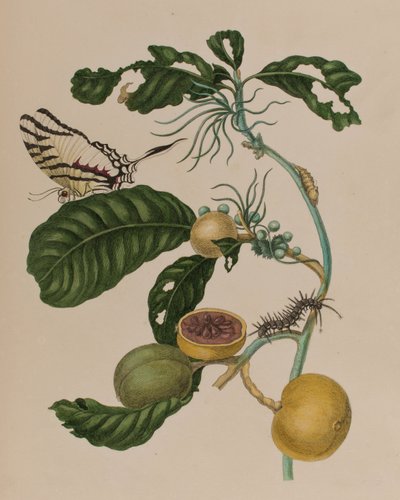 Ilustrace z 