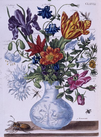 Brouk a různé květiny - dess. od Maria Sibylla Merian, n. d., cca. koncem 18. století od Maria Sibylla Merian