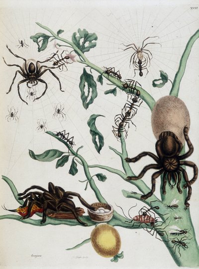 Černí pavouci na Guajavě se živí mravenci nebo chytají kolobritgeny ve svém hnízdě v „Obecné historii hmyzu ze Surinamu a celé Evropy“ Marie Sibylly Merian z roku 1771 od Maria Sibylla Merian