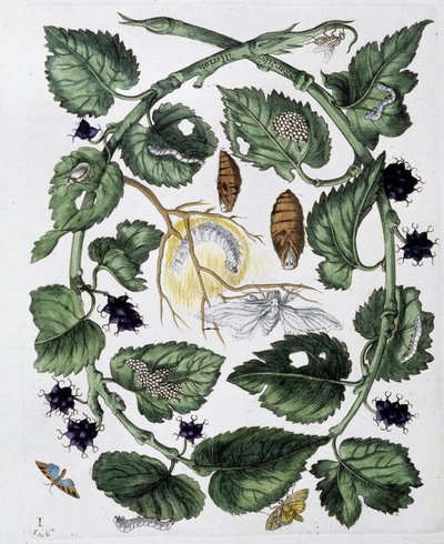 Motýli a kukly - dess. od Maria Sibylla Merian, n. d., cca. koncem 18. století od Maria Sibylla Merian