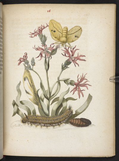 "Nádherná proměna housenek a zvláštní květinová potrava..." od Maria Sibylla Merian