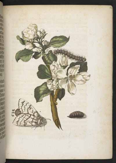 "Nádherná proměna housenek a zvláštní květinová potrava..." od Maria Sibylla Merian