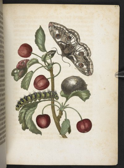 "Nádherná proměna housenek a zvláštní květinová potrava..." od Maria Sibylla Merian