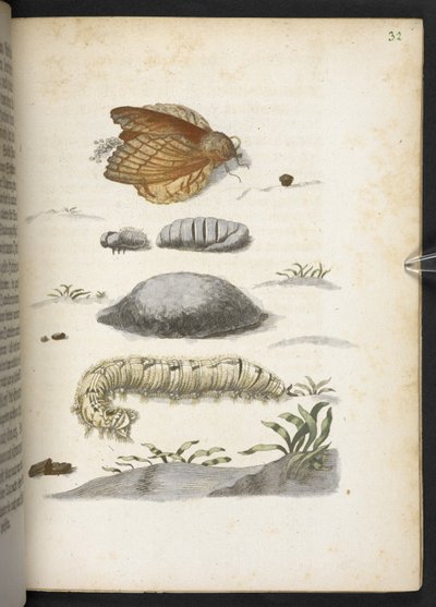 "Nádherná proměna housenek a zvláštní květinová potrava..." od Maria Sibylla Merian
