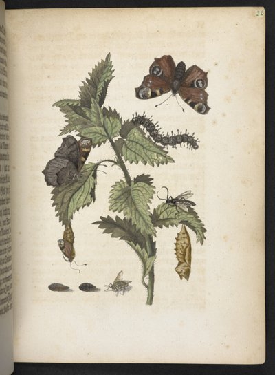 "Nádherná proměna housenek a zvláštní květinová potrava..." od Maria Sibylla Merian