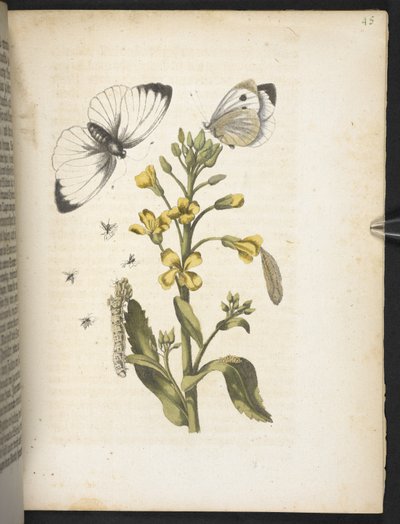 "Nádherná proměna housenek a zvláštní květinová potrava..." od Maria Sibylla Merian