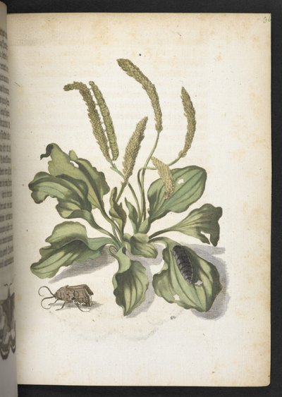"Nádherná proměna housenek a zvláštní květinová potrava..." od Maria Sibylla Merian
