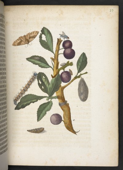 "Nádherná proměna housenek a zvláštní květinová potrava..." od Maria Sibylla Merian