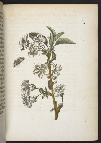 "Nádherná proměna housenek a zvláštní květinová potrava..." od Maria Sibylla Merian