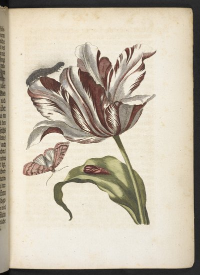 "Nádherná proměna housenek a zvláštní květinová potrava..." od Maria Sibylla Merian