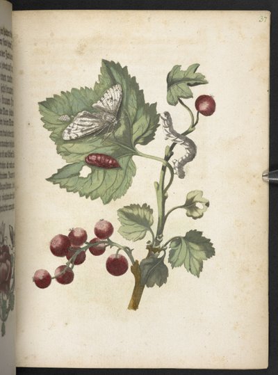 "Nádherná proměna housenek a zvláštní květinová potrava..." od Maria Sibylla Merian