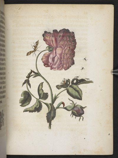 "Nádherná proměna housenek a zvláštní květinová potrava..." od Maria Sibylla Merian