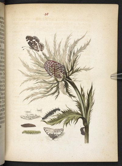 "Nádherná proměna housenek a zvláštní květinová potrava..." od Maria Sibylla Merian