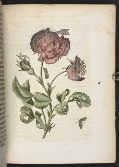 "Nádherná proměna housenek a zvláštní květinová potrava..." od Maria Sibylla Merian