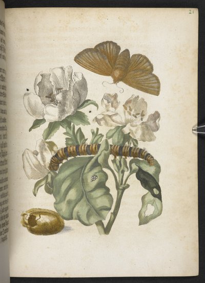 "Nádherná proměna housenek a zvláštní květinová potrava..." od Maria Sibylla Merian