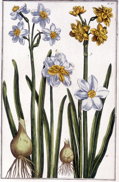 Narcis - v „“Obecné historii hmyzu Surinamu a celé Evropy““ od Marie Sibylly de Merian, ed. Desnos, Paříž od Maria Sibylla Merian