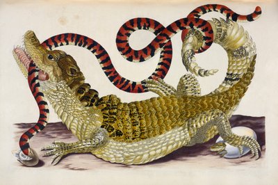 Surinam Caiman chrání svá vylíhlá mláďata před korálovým hadem od Maria Sibylla Merian