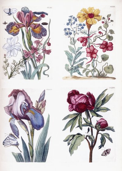 Různý evropský hmyz a květiny od Maria Sibylla Merian