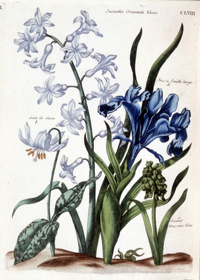 Bílý orientální hyacint, velký listový kosatec, psí zub, velké modré muscari - v „Histoire générale des hmyzu de Surinam et de toute l