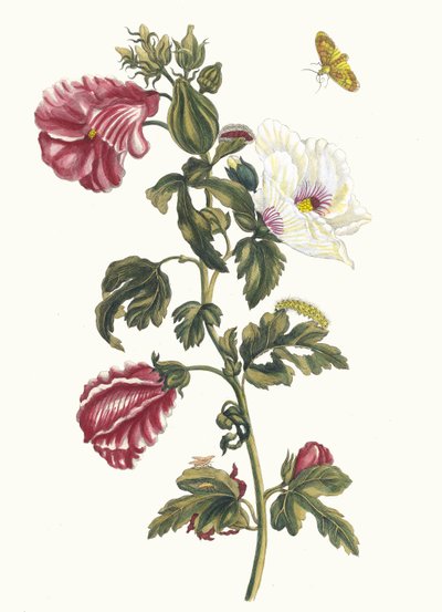 Althea. Z knihy Metamorphosis insectorum Surinamensium, 1705. od Maria Sibylla Merian