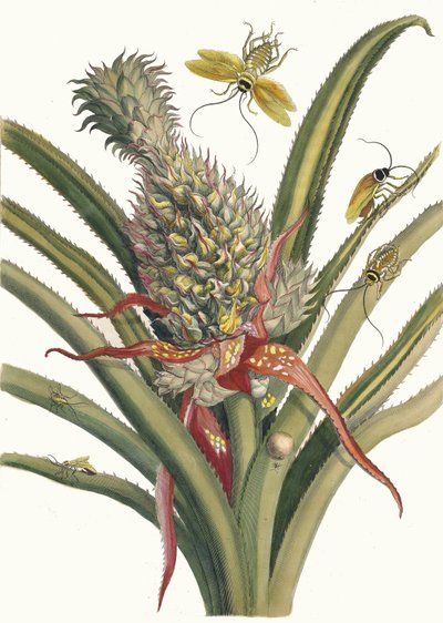 Ananas. Z knihy Metamorphosis insectorum Surinamensium, 1705. od Maria Sibylla Merian