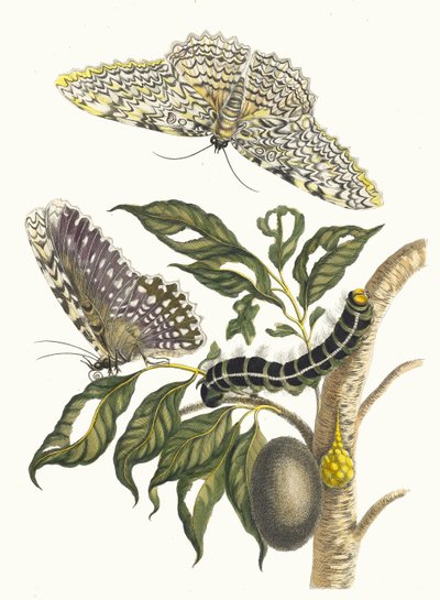 Arbre de gomme-gutte. Z knihy Metamorphosis insectorum Surinamensium, 1705. od Maria Sibylla Merian