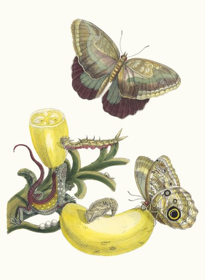 Baccores. Z knihy Metamorphosis insectorum Surinamensium, 1705. od Maria Sibylla Merian